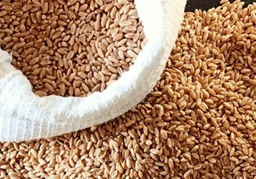 Пшеница мягкая Омская - 35