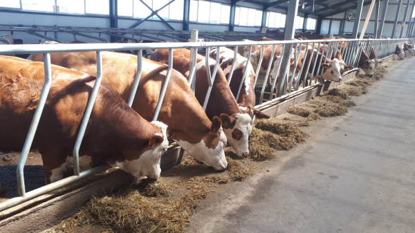 Проект молочно-товарной фермы симментальской породы в КТ «Мамбетов и К»